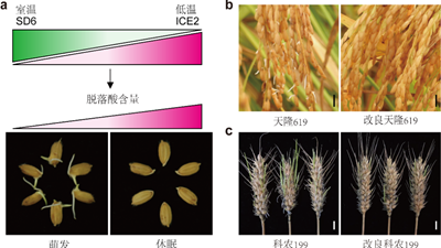 我國(guó)科學(xué)家找到調(diào)控水稻、小麥穗發(fā)芽的“開(kāi)關(guān)”