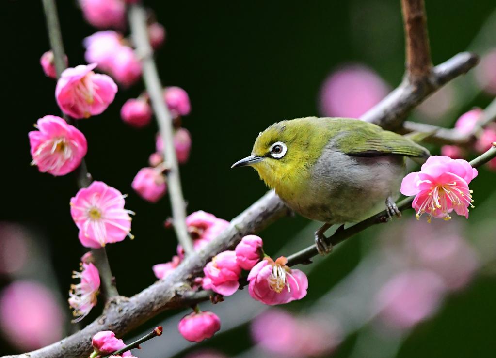 鳥語(yǔ)花香