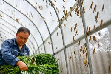 新華全媒+｜黔東南：特色產業(yè)賦能鄉(xiāng)村振興