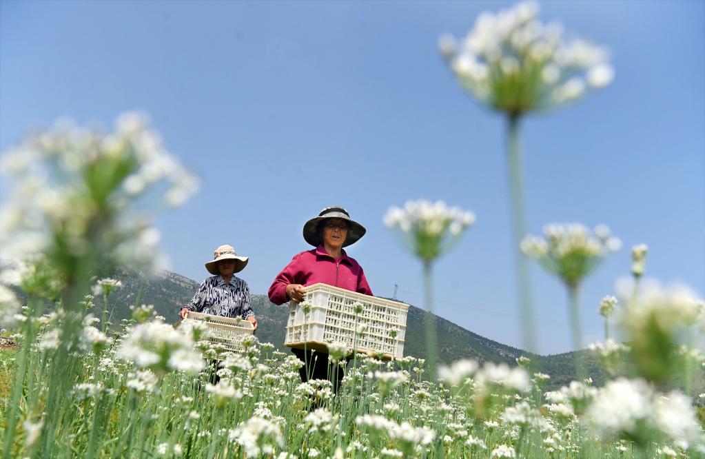 山東沂源：韭花盛開采收忙