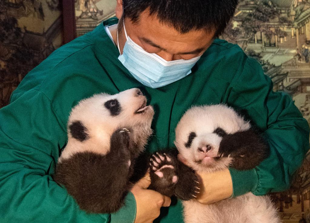 重慶動(dòng)物園新生大熊貓雙胞胎幼仔與游客見(jiàn)面