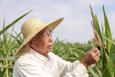 新華全媒+丨87歲，他在三亞南繁又一年