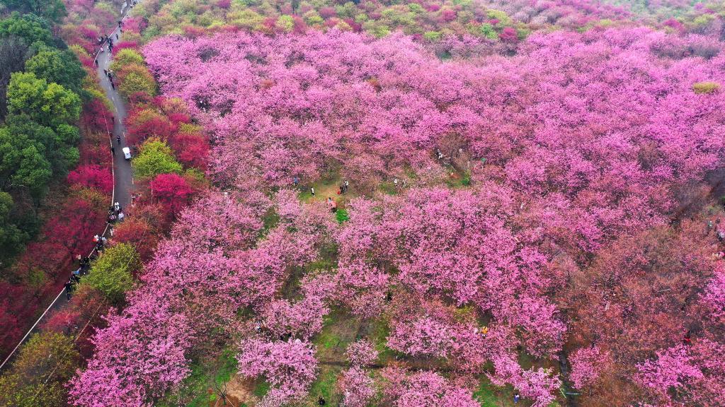 湖南常寧：櫻花盛放滿眼春