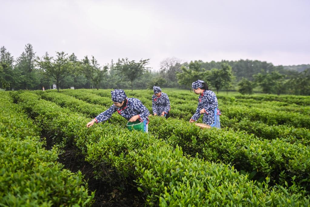 浙江金華：婺州舉巖茶采收忙