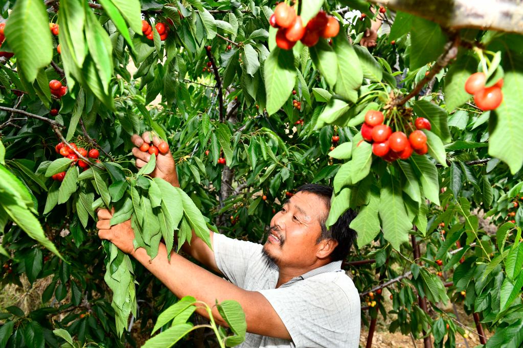 山東泰安：萬畝紅櫻桃 結(jié)出“致富果”