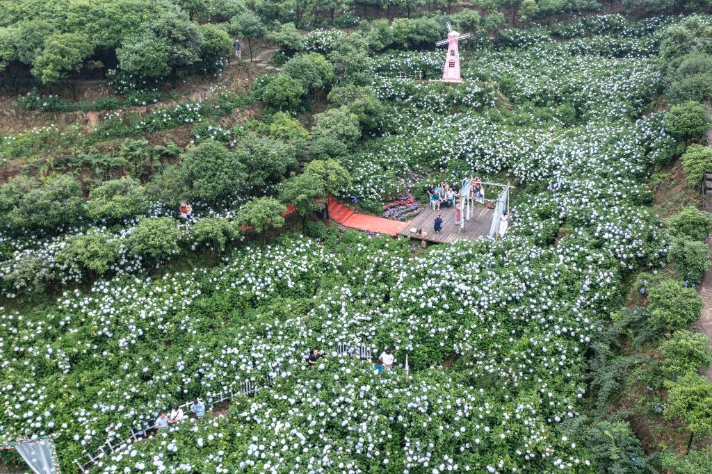 重慶巴南：繡球花開(kāi)迎客來(lái)