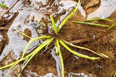 國家一級重點保護野生植物高寒水韭再現(xiàn)香格里拉