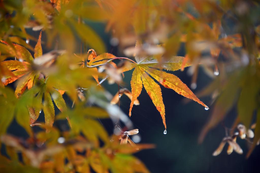 詩意中國丨丹楓萬葉碧云邊，黃花千點(diǎn)幽巖下