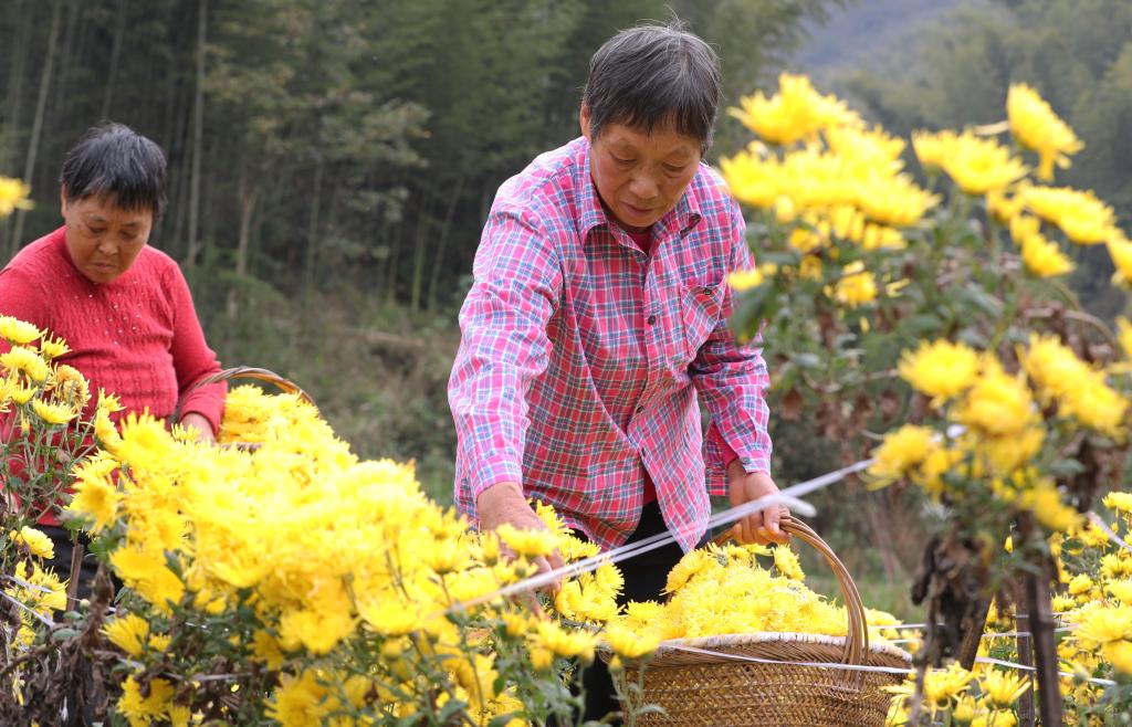 湖南衡陽：皇菊采收忙