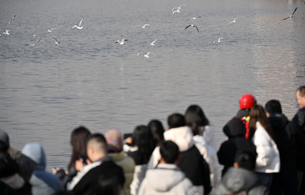 天津：海鷗翔集老碼頭