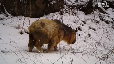 求偶遇！秦嶺野生動物的“盲盒”這樣開