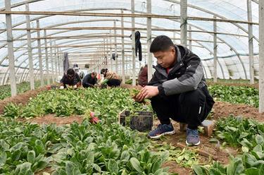 新春走基層丨幸福的味道——“新農人”宋建飛一家的幸福生活